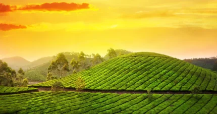 Kerala Bliss - Munnar to Varkala Retreat 5 Days & 4 Nights