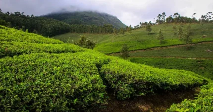 Exciting 5N Getaway to Kerala 6 Days & 5 Nights