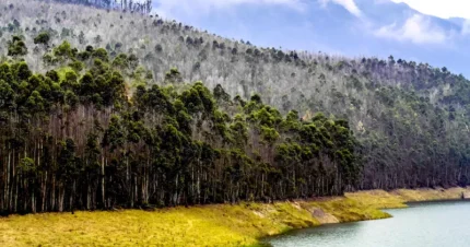 Romantic Escape to Munnar - Stay at Premium Resorts 3 Days & 2 Nights