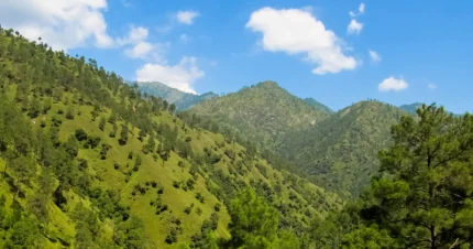 Serene Homestay in Shimla 4 Days & 3 Nights