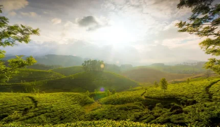 Kerala Paradise 7 Days & 6 Nights